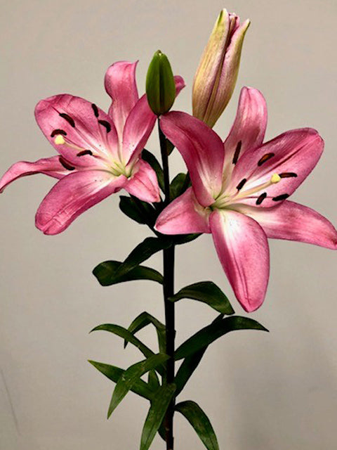 L.A. Hybrid Lilies - Pink (60 Stems)