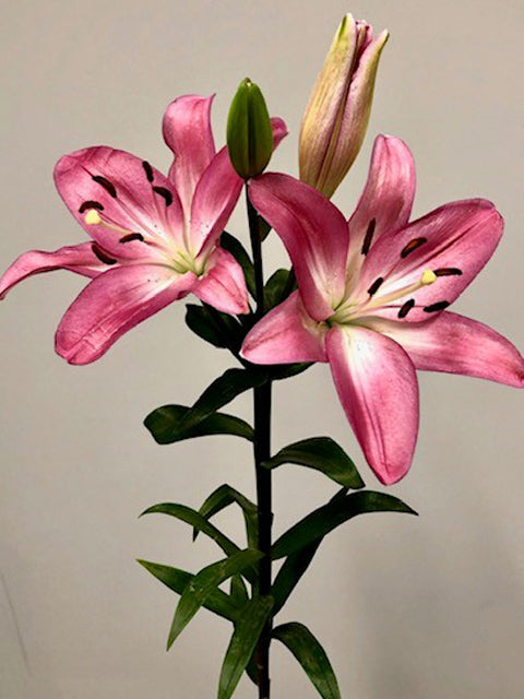 lily flower pink L.A. Hybrid Lilies