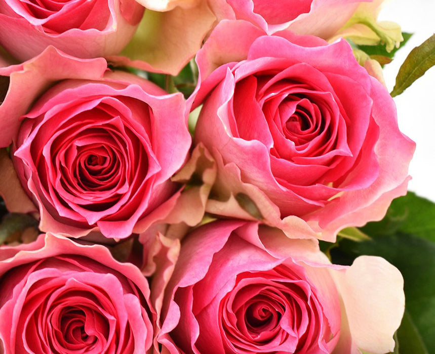 *SALE* One-Day Delivery - Malibu Rose (100 STEMS)
