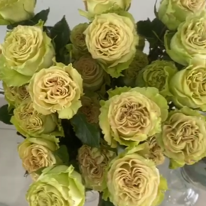 *SALE* One-Day Delivery - Matcha Rose (100 STEMS)