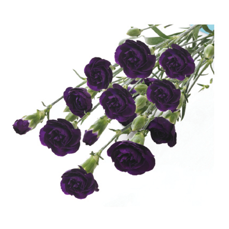 Mini Carnations - Moonvelvet (10 Bunches BU)
