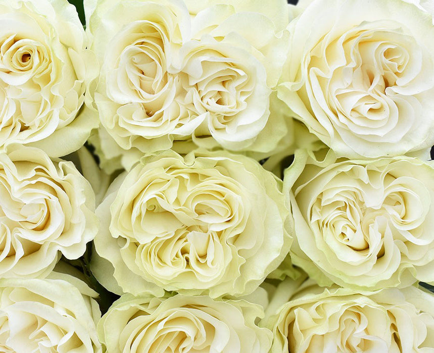 Moon Phase Roses Moonstone Rose