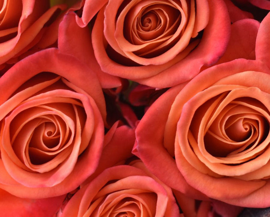 One-Day Delivery - Orange Crush Rose (50 STEMS)