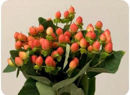 *SALE* One-Day Delivery - Hypericum Filler Assorted (10 Bunches)