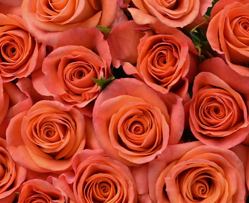 Orange Star Spray Rose (100 Stems)