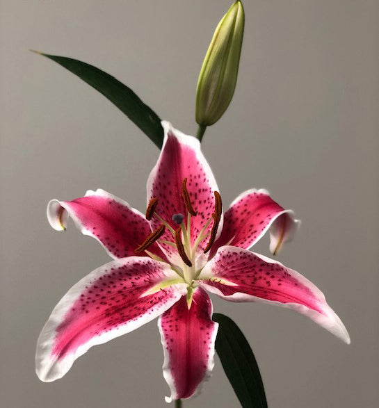 Lilium♡ Oriental Lilies - Starfighter (60 Stems) — Farm Direct Rose