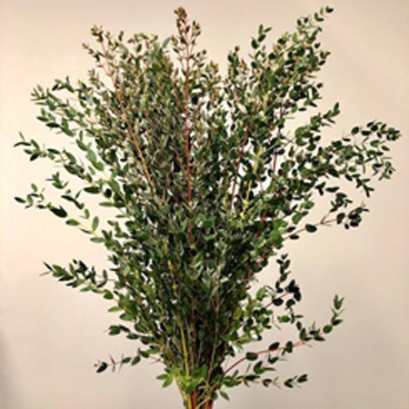 Parvifolia Eucalyptus (10 Bunches BU)