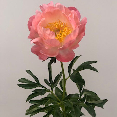 Peonies Coral Sunset (60 Stems)
