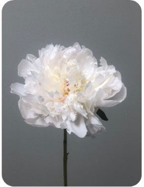 One-Day Delivery - Percher Peonies (60 Stems) - $6.99 / STEM