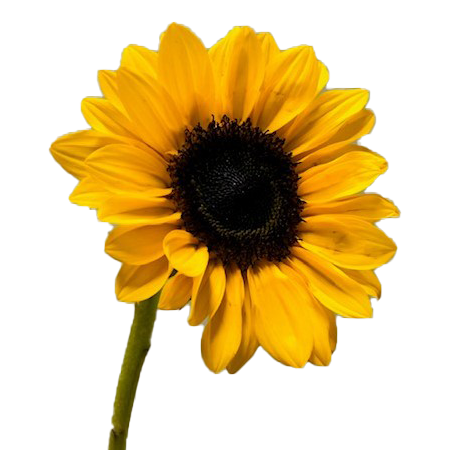 One-Day Delivery - Sunflowers Petite Select (120 Stems)