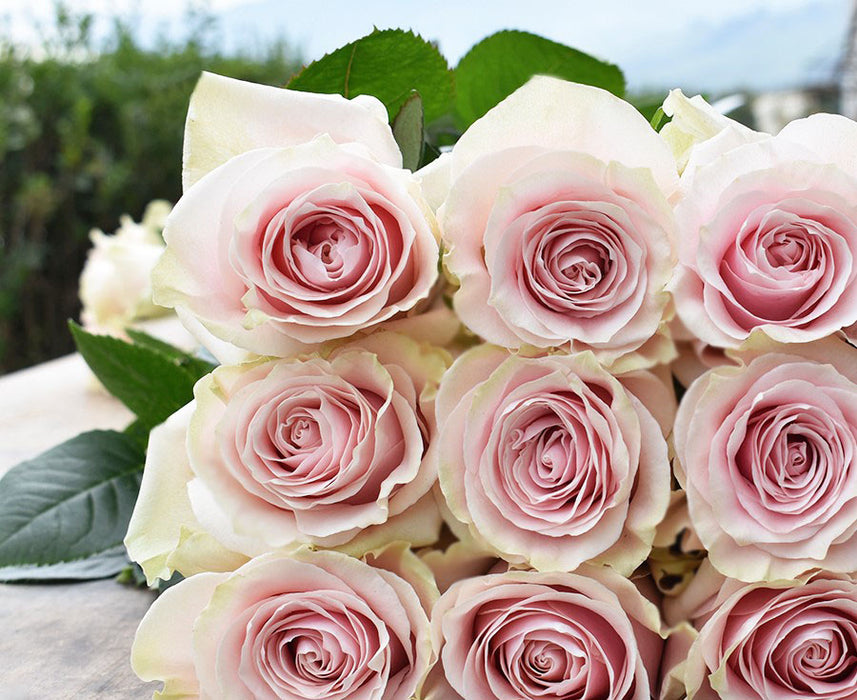 *SALE* One-Day Delivery - Pink Mondial Rose (100 STEMS)