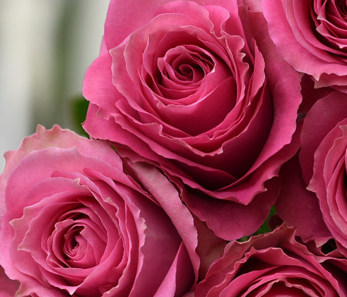 PinkSplendy_1200x600_crop_cent