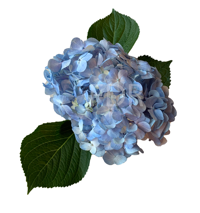 Hydrangea - Premium Blue (30 STEMS)