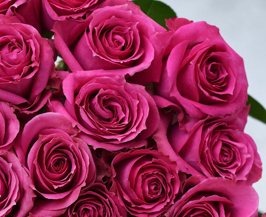 Hot Pink Purple Irishka Spray Rose (100 Stems)