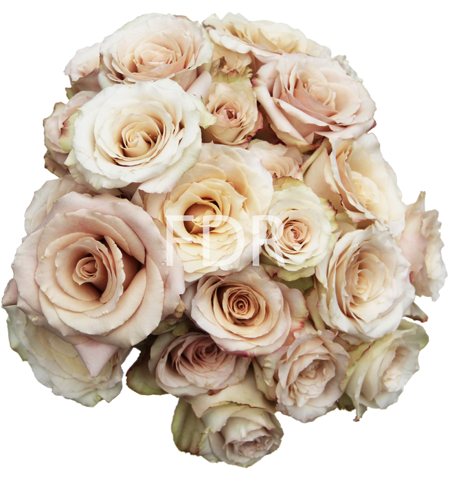 quicksand rose seeds Quick Sand Rose (100 Stems) — Farm Direct Rose