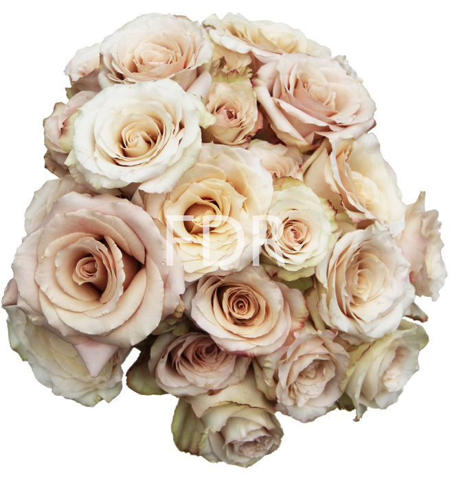 One-Day Delivery - Quick Sand Rose (50 STEMS)