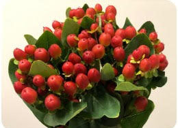 *SALE* One-Day Delivery - Hypericum Filler Assorted (10 Bunches)