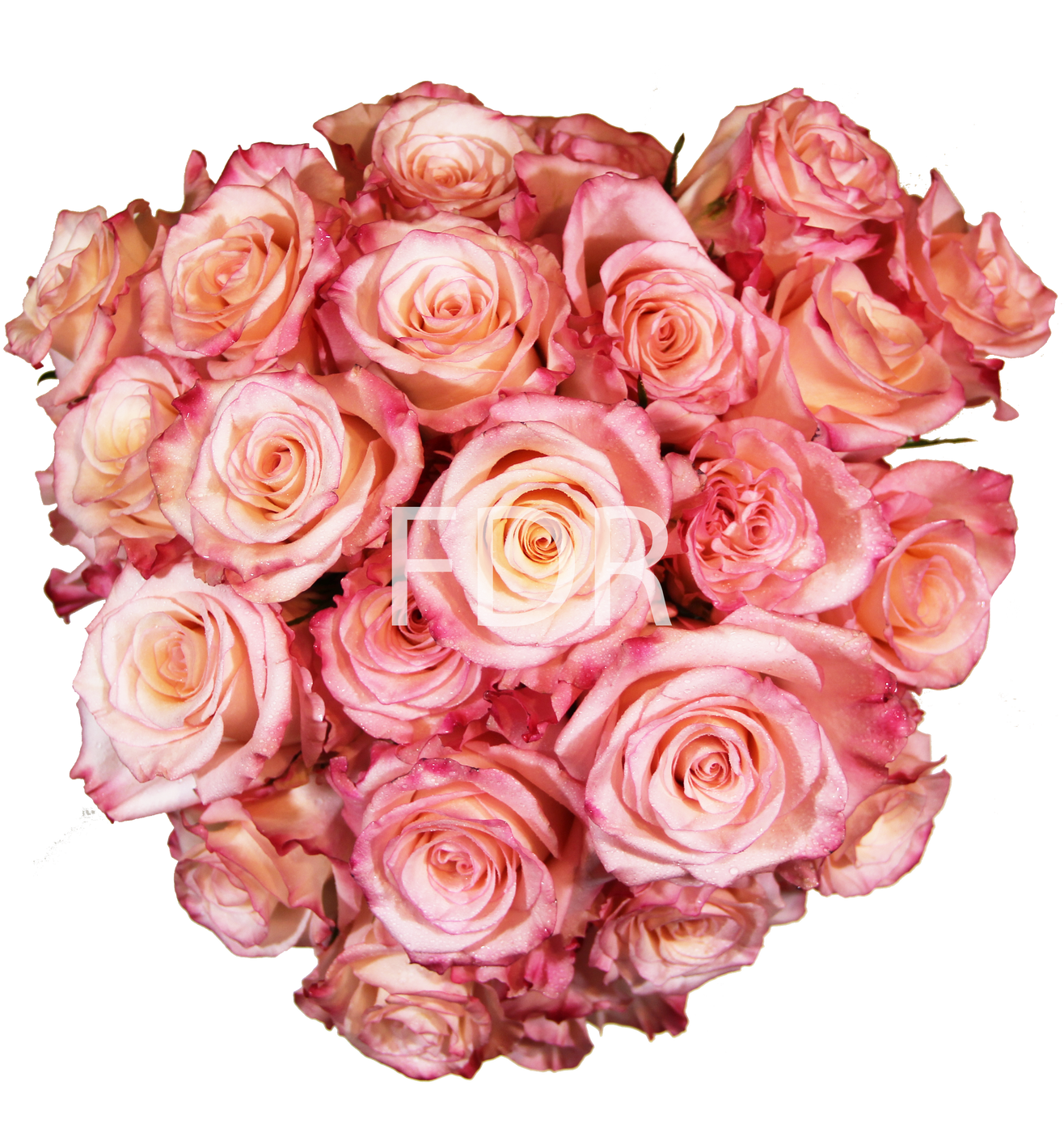 Rhoslyn Rose (100 Stems) — Farm Direct Rose