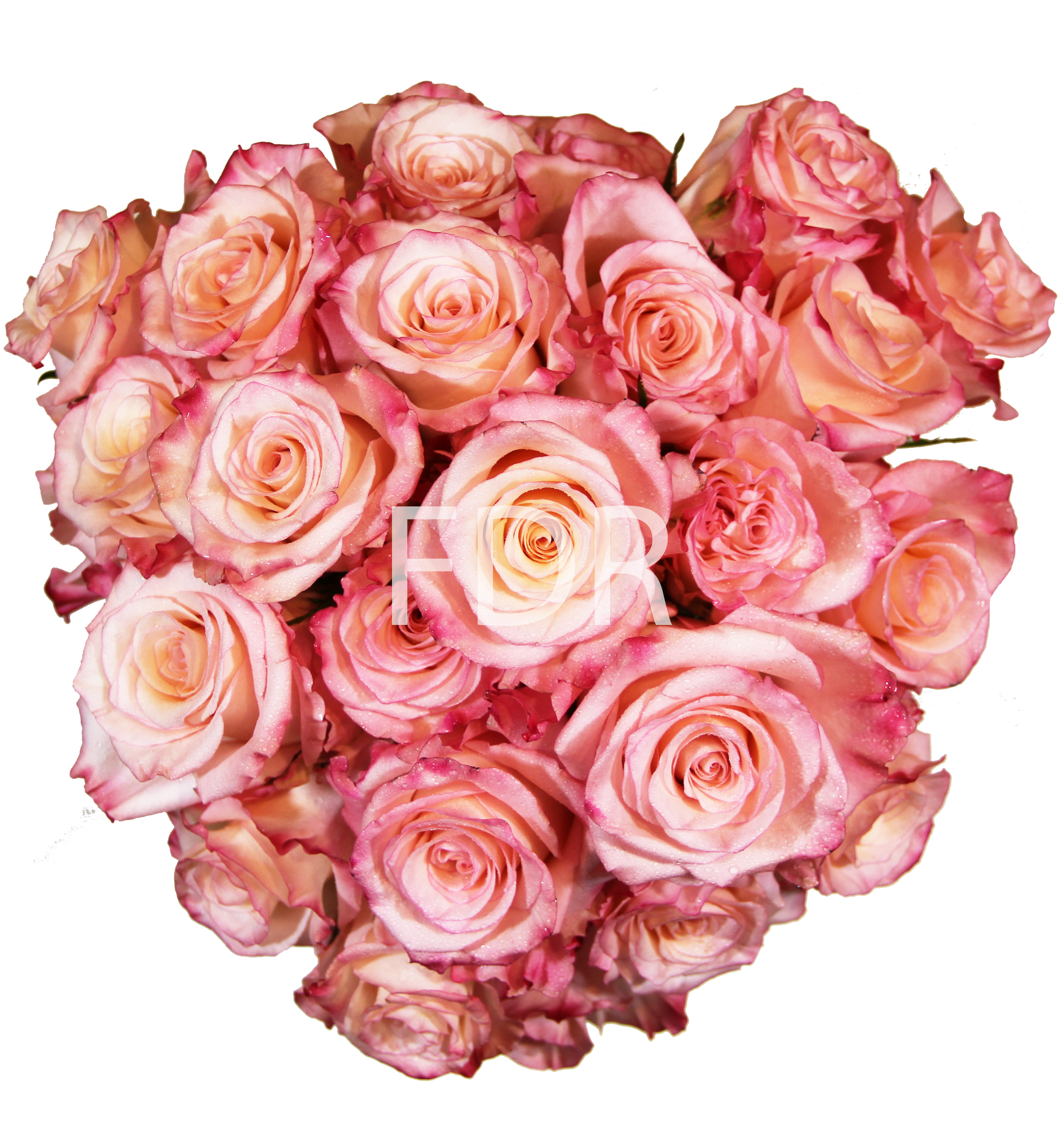 Rhoslyn Rose (100 Stems) — Farm Direct Rose