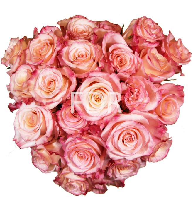 One-Day Delivery - Rhoslyn Rose (50 STEMS)