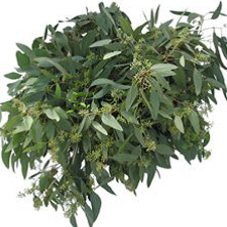 Seeded Eucalyptus (10 Bunches BU)