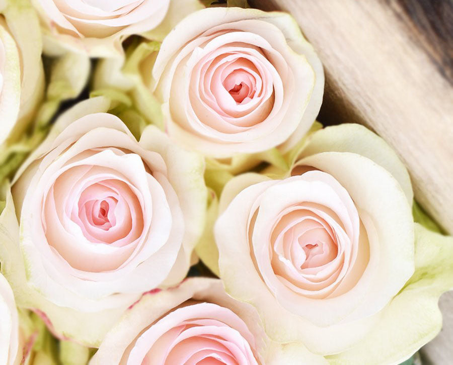 Seniorita Blush Roses - Farm Direct Delivery
