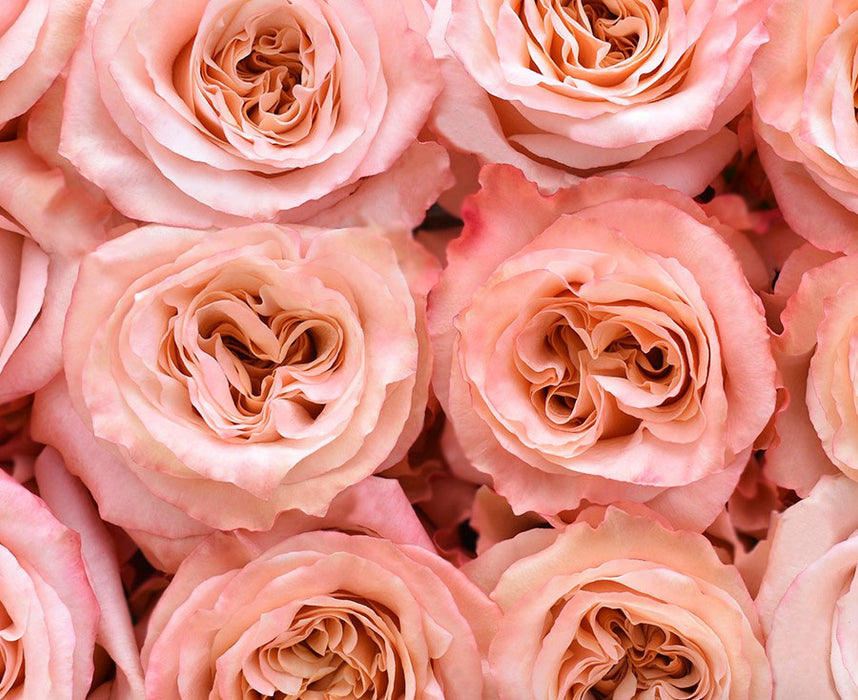 *SALE* One-Day Delivery - Shimmer Rose Peach (100 STEMS)