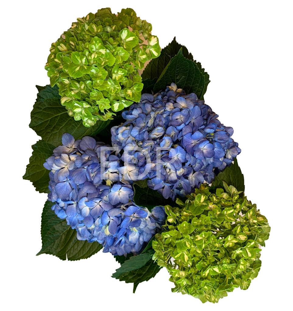 Hydrangea4937　0602 KIRKTON HOUSE 23