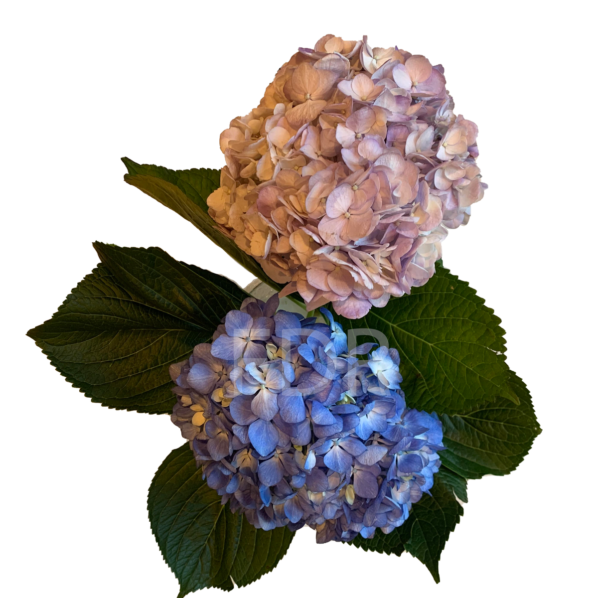 Hydrangea - Light Lavender (20 STEMS) / Shocking Blue (20 STEMS