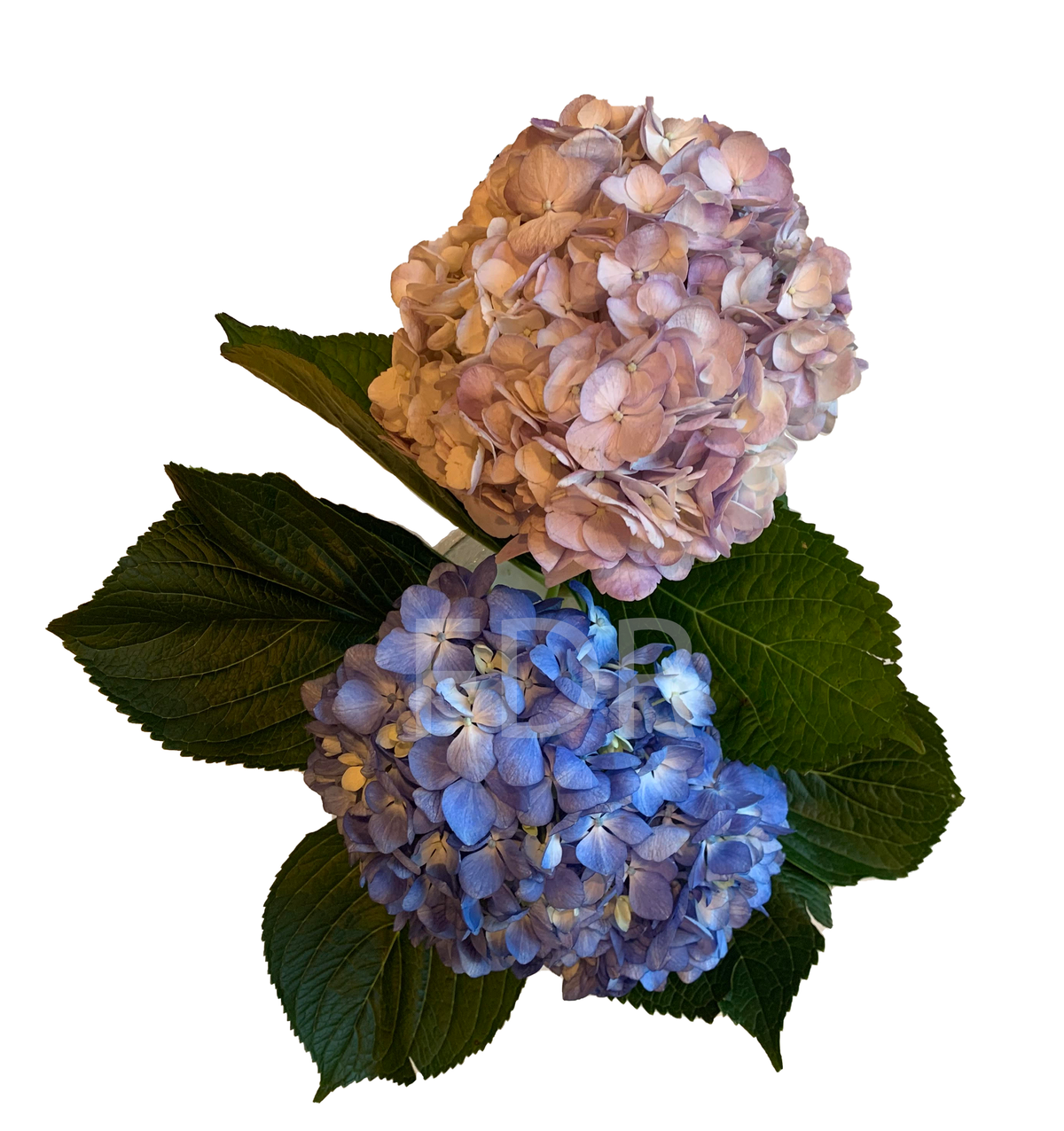 Hydrangea - Light Lavender (20 STEMS) / Shocking Blue (20 STEMS