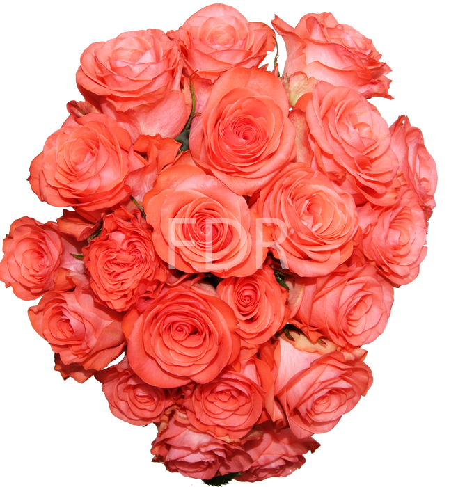 *SALE* One-Day Delivery - Show Girl Rose (100 STEMS)