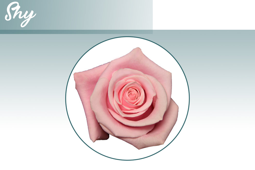 *SALE* MIX & MATCH UP TO FOUR ROSE VARIETIES