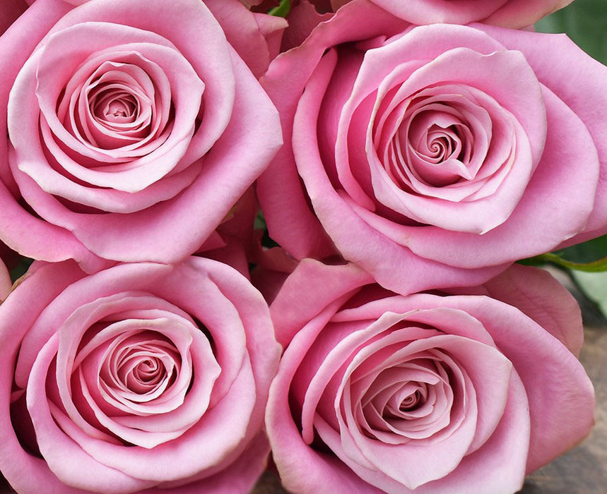 *SALE* One-Day Delivery - Long Stem Shy Rose (100 STEMS)