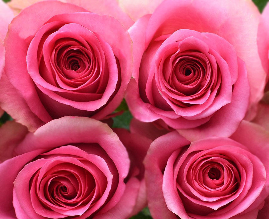 *SALE* One-Day Delivery - Smoothie Rose (100 STEMS)