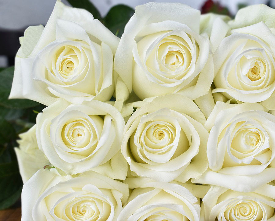 SUGAR ROSE オフホワイト ベスト F Sugar Doll Rose (50 STEMS) — Farm Direct Rose