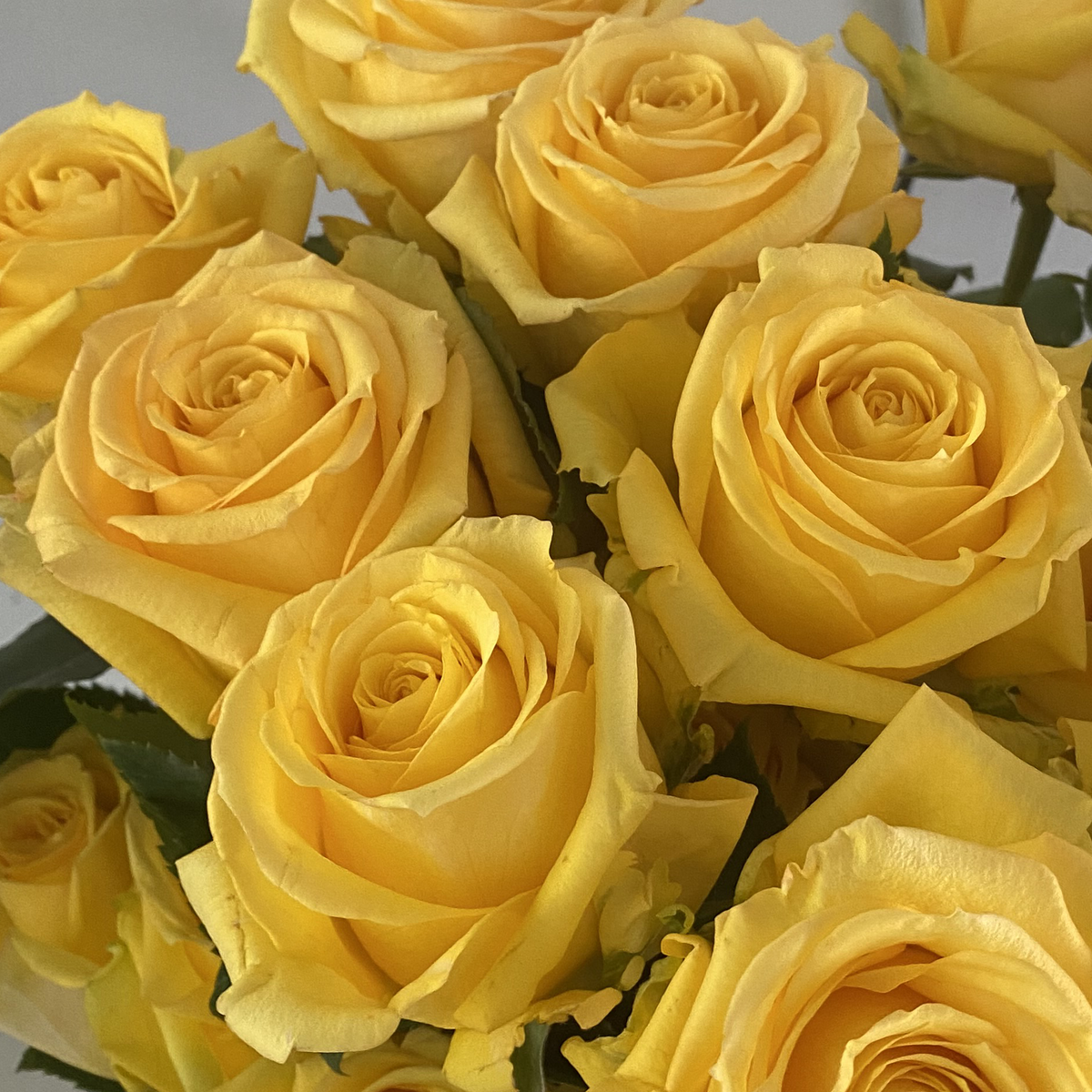 Super Sun Rose (100 Stems) — Farm Direct Rose