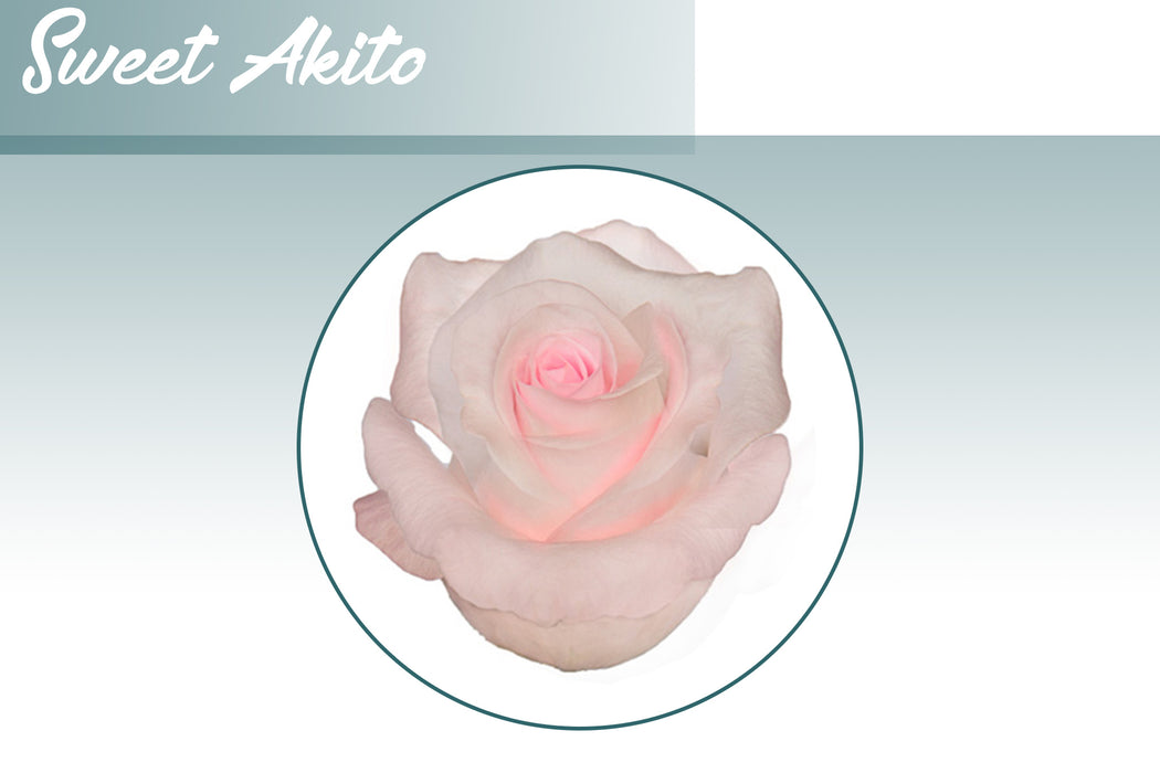 *SALE* MIX & MATCH UP TO FOUR ROSE VARIETIES