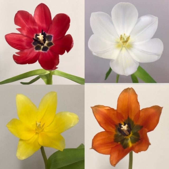 Holland Tulips - Yellow|Dark Red|White|Orange|Assorted (17 Bunches BU) / 170 Stems