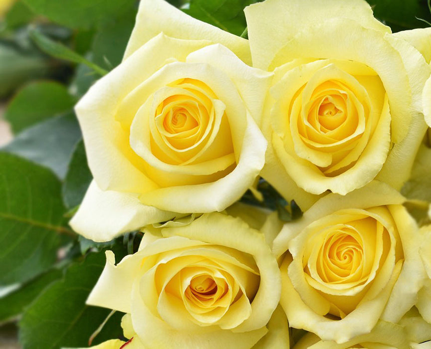 *SALE* One-Day Delivery - Tara Rose (100 STEMS)