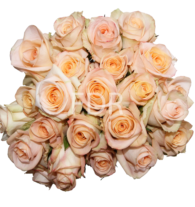 *SALE* One-Day Delivery - Tiffany Rose (100 STEMS)