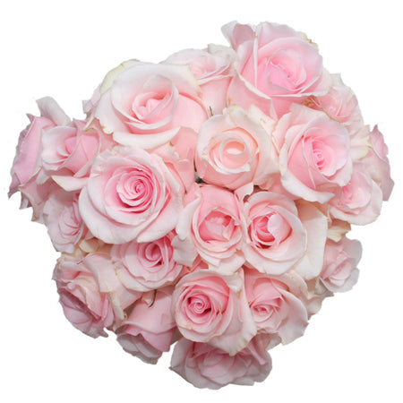 *SALE* One-Day Delivery - Titanic Rose LIGHT PINK (100 STEMS)