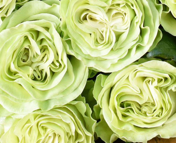 Wasabi_e89fea98-c433-45a3-b1cd