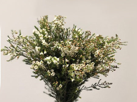 Waxflower White (14 Bunches BU)