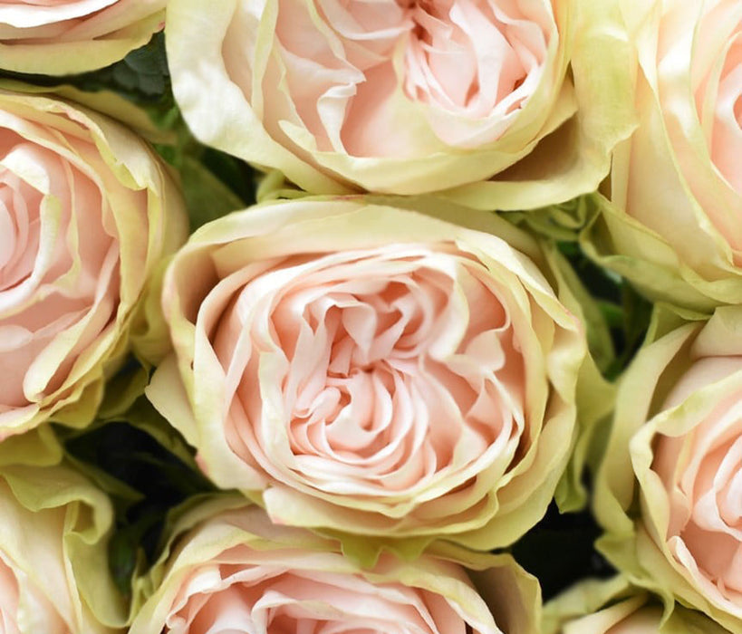 *SALE* One-Day Delivery - Wedding Spirit Rose (100 STEMS)