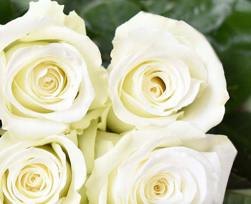 One-Day Delivery - White Dove Rose (50 STEMS)