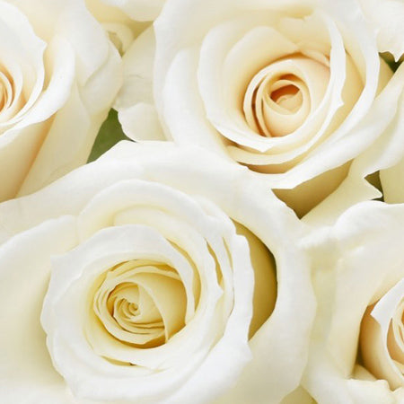 White Majolika Spray Rose (120 Stems)
