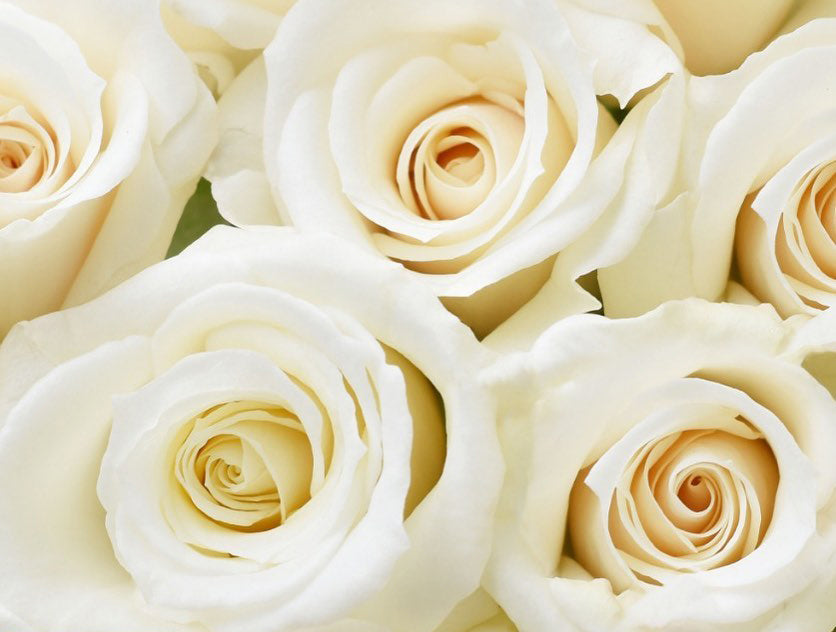 One-Day Delivery - White Majolika Spray Rose (120 STEMS) — Farm Direct Rose