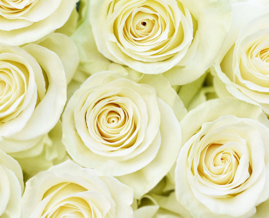 One-Day Delivery - White Mondial Rose (50 STEMS)