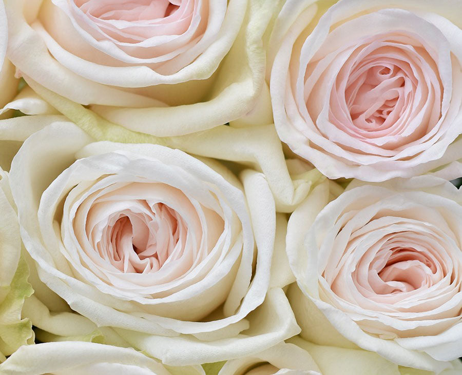 White O'Hara Rose (72 Stems) — Farm Direct Rose