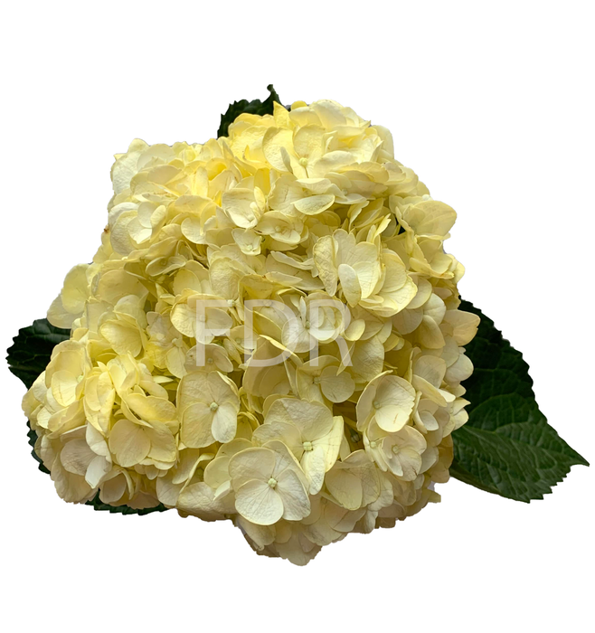 Hydrangea - Tinted Yellow (40 STEMS)